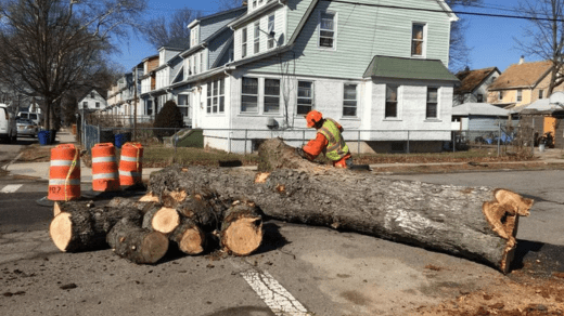 Bronx Tree Service