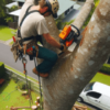 tree lopping services in Gold Coast