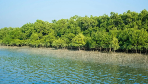 Sundarban trip