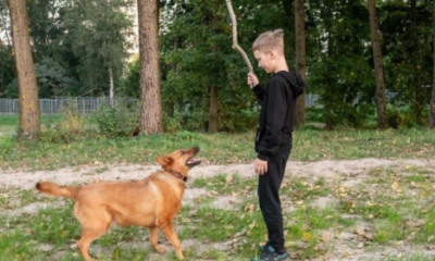 obedience foundation training for puppies