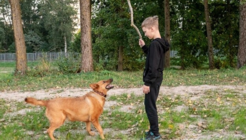 obedience foundation training for puppies